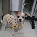 수애견미용실 이미지