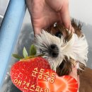 개팔자 상팔자 | 안성 애견미용 순둥순둥 위생미용 후기