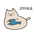 강남고양이분양 스타돌스 이미지