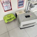 순복이네 스핑크스 | <고양이 유전 질환 검사 2차> 고양이 유전병 검사 후기 순복이네 스핑크스 고양이 카페 놀러 오세요~