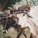 우리소2농장 이미지