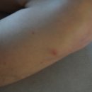 전기모기약 굿나잇 에스매트 4살 아기 침실 밤새도록 모기 방어막 친 솔직후기