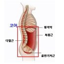 골반교정 필라테스 이미지