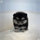 오하이독 안심분양센터 김포점 | 건강 관리부터 상담까지 꼼꼼하게 살펴보는 반려견 분양 인천 강아지분양 헬스독 인천김포점