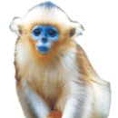 황금5로 이미지