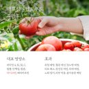 토마토푸드 이미지