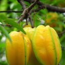 별처럼 생긴 과일, 스타 프룻(Star Fruit) 이미지