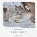냥이의하루 카페.분양 | 칠곡 북삼 냥이의 하루 구미 칠곡 고양이카페 후기