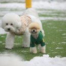 할리우독 네이버블로그