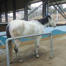 나불도 승마랜드 이미지