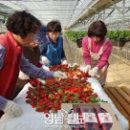 다산딸기수출 이미지