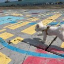 강아지놀이터 이미지