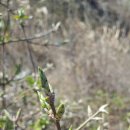 후크선장 이미지