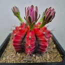 미하농장 이미지