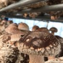 농업회사법인 유한회사 우리농장 이미지