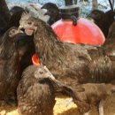 연산농장 이미지