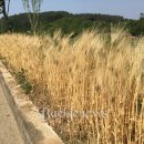 황금 경로당 이미지