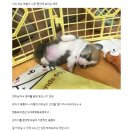 펫택시 강가딘 일산지점 | 영등포 강아지분양 후기좋은 프렌차이즈 펫샵!