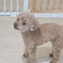 케니애견돌봄센터 이미지