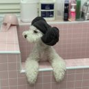 디어펫살롱 이미지