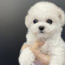 야옹아멍멍해봐(원성점) 이미지