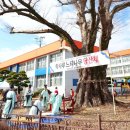 느티나무 이미지