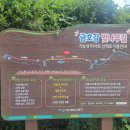 벚나무길 이미지