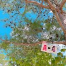 한탄강소나무캠핑 이미지