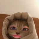 하루와이틀 이미지