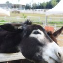 두평목장 이미지