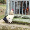 서성목장 이미지