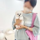 아이퍼피 이미지