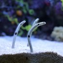 장어속으로 이미지