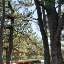 청산낚시 | 태안 캠핑장 추천 | 선착순 사이트, 조개캐기, 카라반 성지로 소문난 몽산포오션캠핑장 솔직 후기