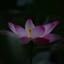 평지