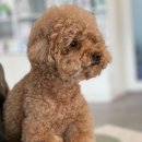 구미TOP동물의료센터 | 강아지 스케일링 비용 치석제거 주기 나이