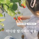 전앤부침개 | 청주 딸기농장체험, 팜앤딸기 딸기따기체험 내돈내산 후기