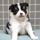 민스켄넬 이미지