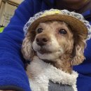 완산애견 이미지