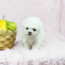 도그비숑 이미지