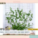 슬기로운 집사생활 이미지