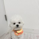 (주)올키트 | 내돈내산 강아지알러지키트 포옹 후기🐶