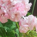 오늘 또 캘리 이미지