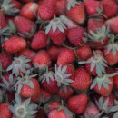 두꺼비오뎅 이미지