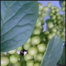 현서농장 이미지