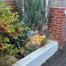 스테이시호일 이미지