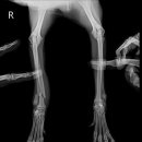 여수동물병원 이미지