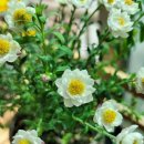 로단테(Rhodanthe) 이미지