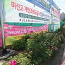 안동복주여중 앞 도로변 작약꽃이 피어 눈길 이미지