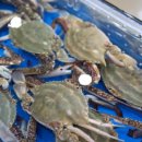 싱싱활어회수산 이미지